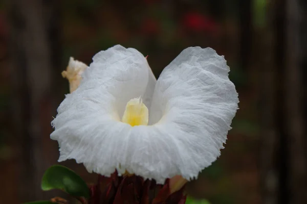 Primer Plano Flores Blancas Bosque Indonesia —  Fotos de Stock