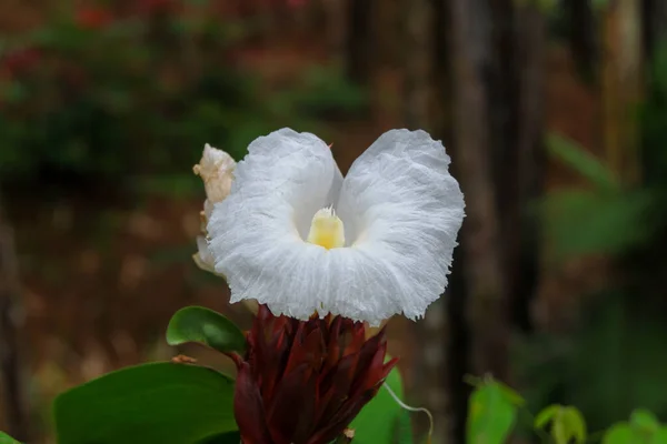 Close Bunga Putih Hutan Indonesia — Stok Foto