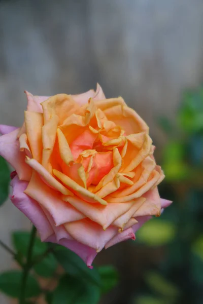 Close Photo Rose Two Colors Orange Pink — Stock Photo, Image
