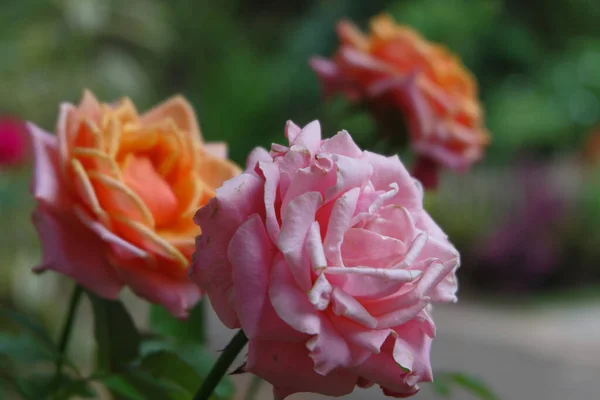 Крупный План Розы Двух Цветах Оранжевый Розовый — стоковое фото