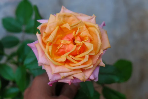 Uma Foto Close Uma Rosa Duas Cores Laranja Rosa — Fotografia de Stock