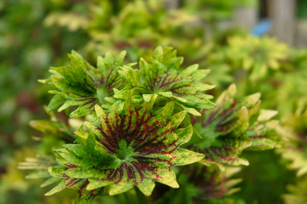 Uma Foto Desfoque Planta Que Parece Verde Fresco — Fotografia de Stock