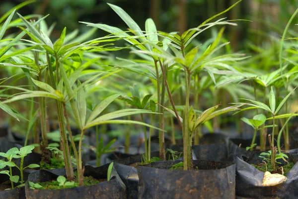 Foto Plantas Vime Que Ainda São Muito Jovens Sendo Cultivadas — Fotografia de Stock