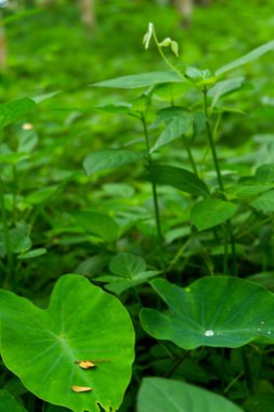 Fotoğraf evimin yakınındaki ormanda çektiğim yabani bitkilerin fotoğrafı..