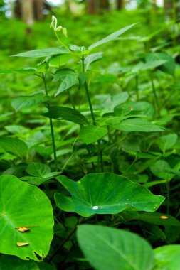Fotoğraf evimin yakınındaki ormanda çektiğim yabani bitkilerin fotoğrafı..
