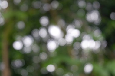 Bulanık arkaplan doğada yakalandı