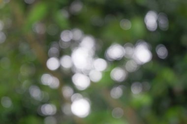 Bulanık arkaplan doğada yakalandı