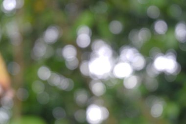 Bulanık arkaplan doğada yakalandı