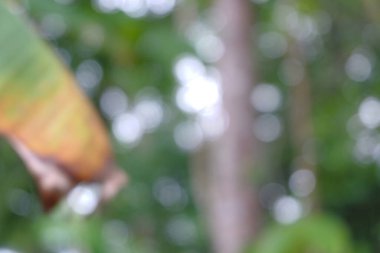 Bulanık arkaplan doğada yakalandı