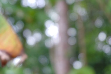 Bulanık arkaplan doğada yakalandı