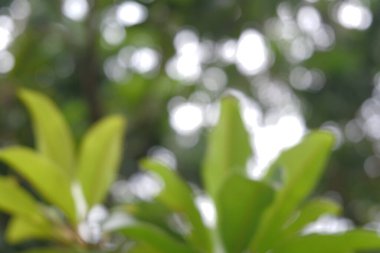 Bulanık arkaplan doğada yakalandı