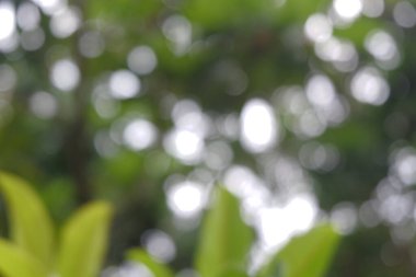 Bulanık arkaplan doğada yakalandı