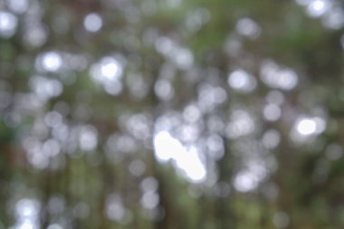 Bulanık arkaplan doğada yakalandı