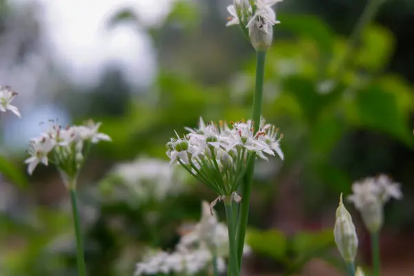 Blur Foto Dari Bunga Tampak Indah — Stok Foto