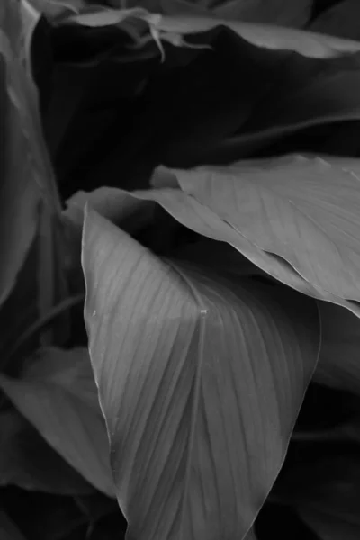 Photo Black White Photo Flower Taken Close — Stock Photo, Image