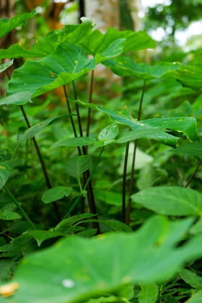 Photo Est Une Photo Plantes Sauvages Que Prises Dans Forêt — Photo