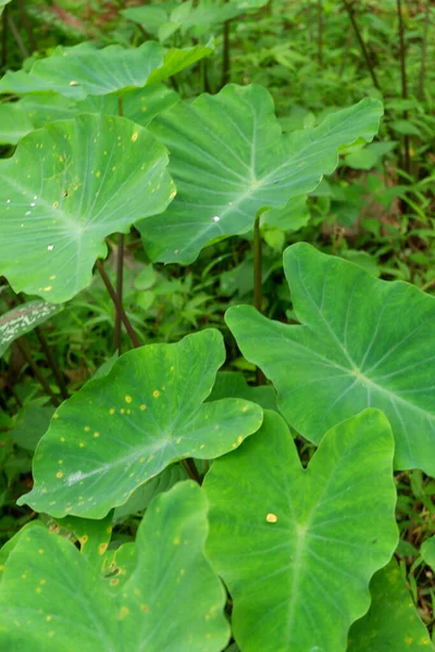 Foto Itu Adalah Foto Tanaman Liar Yang Saya Ambil Hutan — Stok Foto