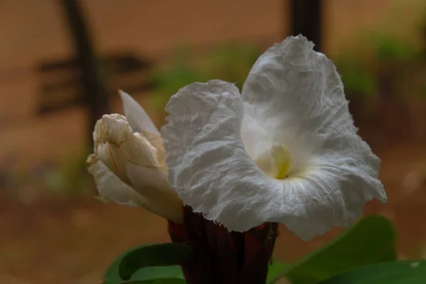 Primer Plano Flores Blancas Bosque Indonesia —  Fotos de Stock