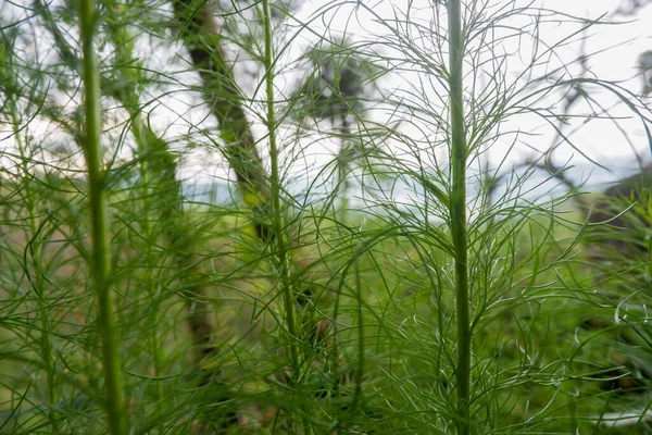 这张照片是我在我家附近的森林里拍的野生植物的照片 — 图库照片