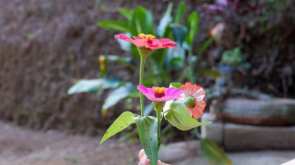 Flores Que Crecen Silvestres Alrededor Del Bosque Con Color Verde — Foto de Stock