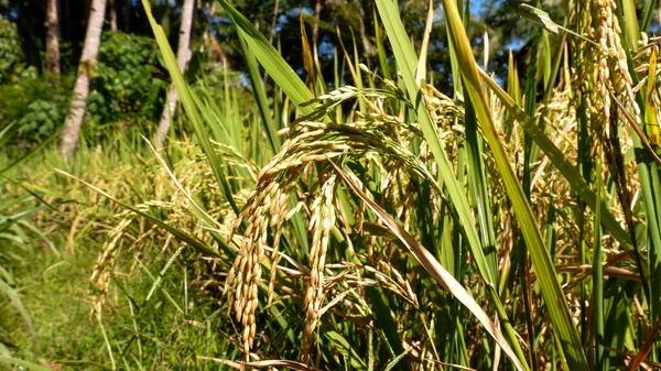 黄稻田和稻田中的自然景观照片 — 图库照片