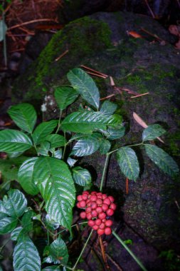 Ormanın etrafında büyüyen çiçekler, koyu yeşil bir renkle