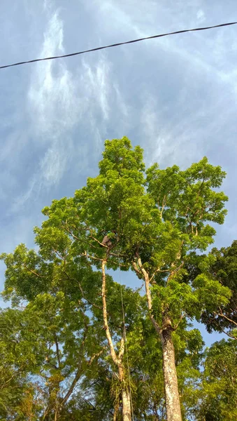 Foto Árbol Caoba Con Hojas Primavera Cielo Azul Brillante —  Fotos de Stock