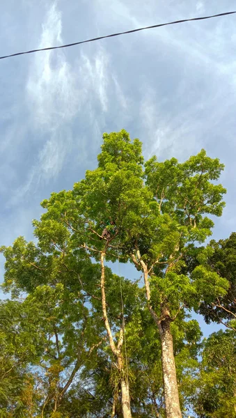 Foto Pohon Mahoni Dengan Daun Musim Semi Langit Biru Cerah — Stok Foto