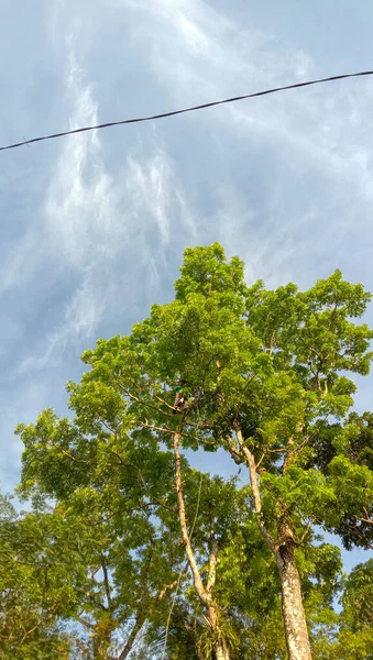 Foto Árbol Caoba Con Hojas Primavera Cielo Azul Brillante — Foto de Stock