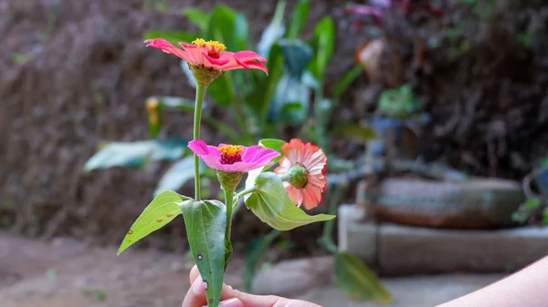 ดอกไม บโตป ารอบป ยวล — ภาพถ่ายสต็อก
