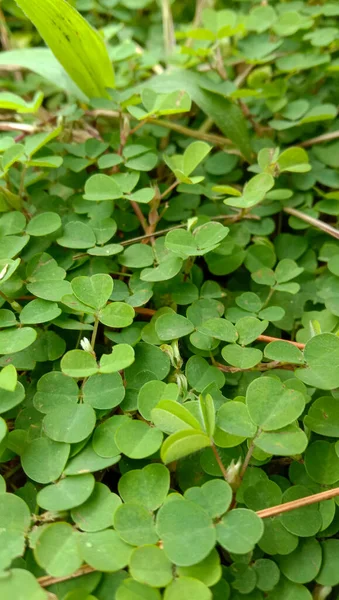 Fundo Com Folhas Verdes Para Dia São Patrício Acredita Ser — Fotografia de Stock