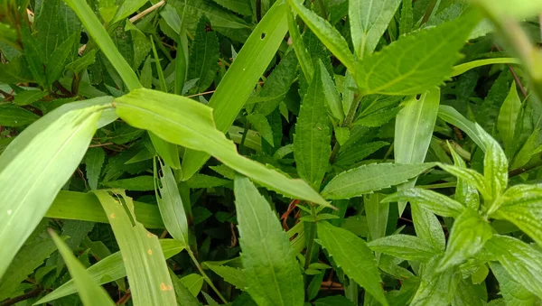 Photo Wild Plants Green Leaves Look Fresh Perfect Background — Fotografia de Stock