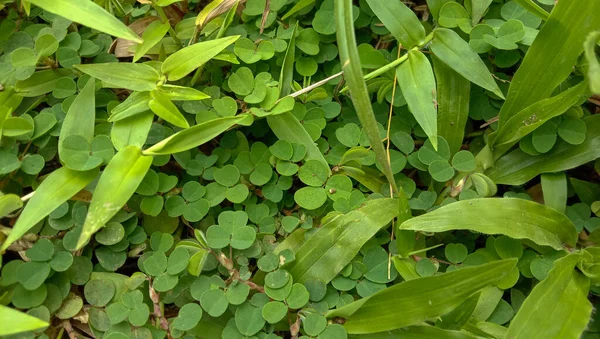 Фон Зелеными Листьями День Святого Патрика Считается Символом Удачи — стоковое фото