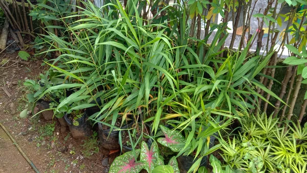 Photo Emprit Ginger Herbal Plants Front House Indonesian Herbal Plants —  Fotos de Stock