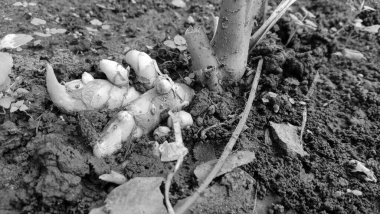 Zerdeçal ağacı ve yerde küçük bir gövde, taze zerdesel fotoğraf.