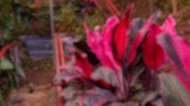 Çam ormanlarında yetişen yabani bitkilerin bulanık fotoğrafı.