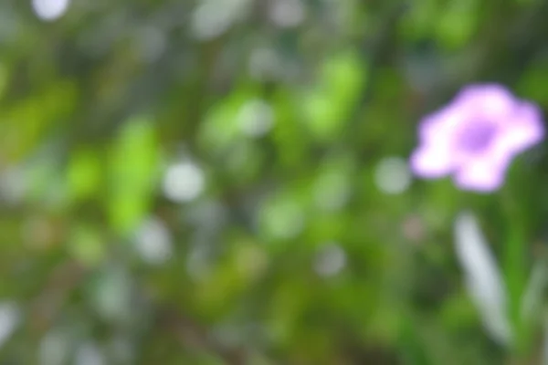 Krásné Rozmazané Fotografie Květin Fotky Čerstvých Rostlin Rozkvetlé Fotografie Květin — Stock fotografie