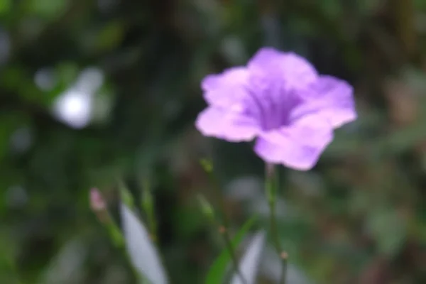 Bunga Indah Mengaburkan Foto Foto Tanaman Segar Foto Bunga Mekar — Stok Foto