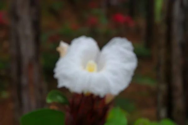 Bunga Indah Mengaburkan Foto Foto Tanaman Segar Foto Bunga Mekar — Stok Foto