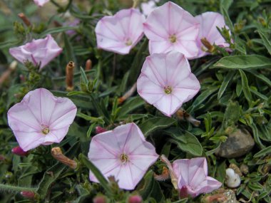 Yeşil yapraklardan oluşan bir arka planda güzel pembe bir yosun tabakasının yakın çekimi. Kırım Yarımadası 'ndan Flora.