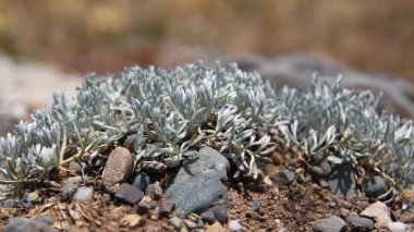 Bulanık sarı arka planda Artemisia Kafkasya 'nın Macro' su. Fabrika küçük taşlarla çevrili. Kırım Yarımadası 'ndan Flora.
