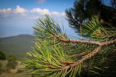 Güneşli bir günde dağın bulanık arka planında bir sürü yeşil iğne bulunan bir çam dalına yakın çekim..