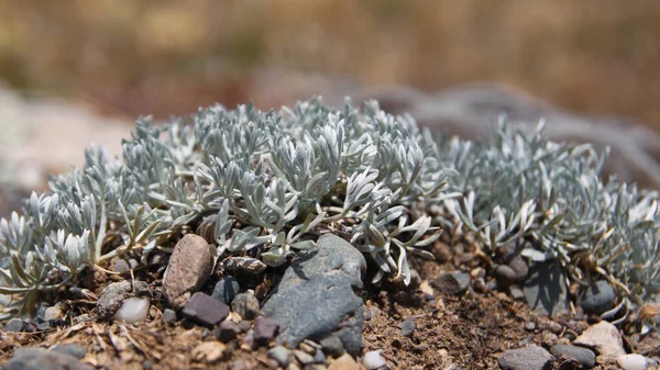 Macro Dell Artemisia Caucasica Sullo Sfondo Giallo Sfocato Pianta Circondata — Foto Stock