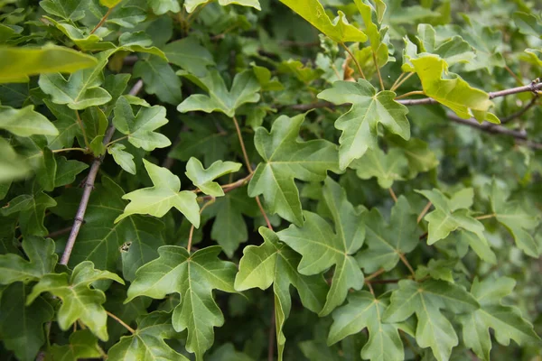 Hintergrund Der Grünen Blätter Makro Von Blättern Auf Einem Zweig — Stockfoto