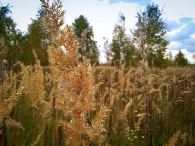Altın bir tarlanın arka planında olgun bir buğday kulağının yakın çekimi. Rusya 'da sonbahar manzarası