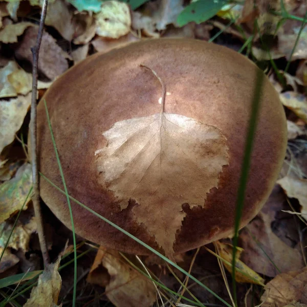 Een Geel Herfstblad Ligt Een Bruine Paddestoelkap Macro Het Herfstbos — Stockfoto