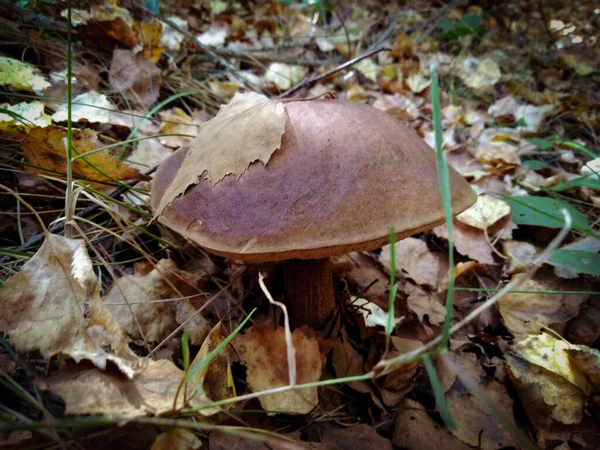 Brown Mushroom Leaf Its Cap Stands Forest Autumn Macro — Stock Photo, Image