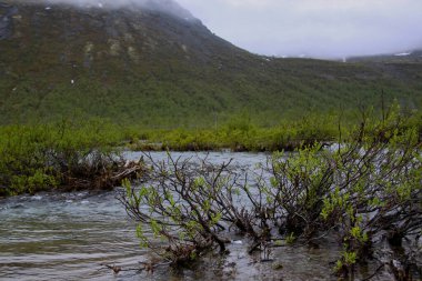 Bulutlu bir günde güzel yeşil bir manzara. Dağlarda akan nehrin sularında çalılar yetişir. Nehir kıyısındaki ağaçlarda genç yeşil yapraklar.