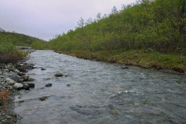 Ormanda hızlı mavi nehir akar. Genç yeşil ağaçlar kıyı boyunca büyürler. Bulutlu bir günde güzel bir manzara.