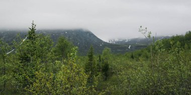 Bulutlu bir günde tepelerin eteklerindeki parlak yeşil orman. Dağın tepelerine yoğun bir sis indi. Kuzeyde yaz manzarası. Genç yeşil yapraklı ağaçlar.
